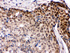 Anti-IRF5 Rabbit Polyclonal Antibody