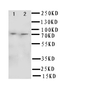 Anti-SDHA Rabbit Polyclonal Antibody