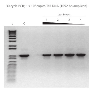 Inhibitor Resistance of AccuStart II PCR ToughMix: PCRVarying amounts of polyphenol-rich plant extract were added to 25 µL PCRs containing 10,000 copies of a control template. As little as 0.002 µL of the crude plant lysate inhibited control reactions with a conventional PCR master mix.