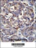 Anti-PPP1R37 Rabbit Polyclonal Antibody (AP (Alkaline Phosphatase))
