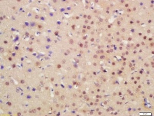 Immunohistochemical staining of Mouse brain tissue using NRG1 antibody.