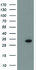 Anti-CTDSP1 Mouse Monoclonal Antibody [clone: OTI1F4]