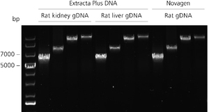 High molecular weight gDNA supports long range PCR. gDNA was extracted from rat kidney or liver samples and targets were amplified using repliQa HiFi ToughMix. Analysis of PCR products demonstrated clean product for each target, comparable to thatof commercially available high quality rat gDNA.