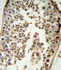 Anti-p19 Rabbit Polyclonal Antibody (HRP (Horseradish Peroxidase))