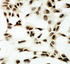 Anti-NRF1 Rabbit Polyclonal Antibody