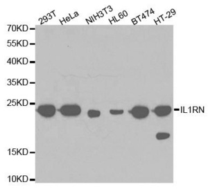 Western blot analysis of extracts of various cell lines using IL1RN antibody