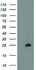 Anti-METTL21A Mouse Monoclonal Antibody [clone: OTI2D6]