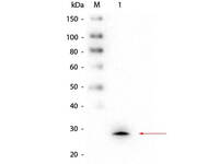 Anti-GSTM1 Mouse Monoclonal Antibody [Clone: 1H7.D8.G5]
